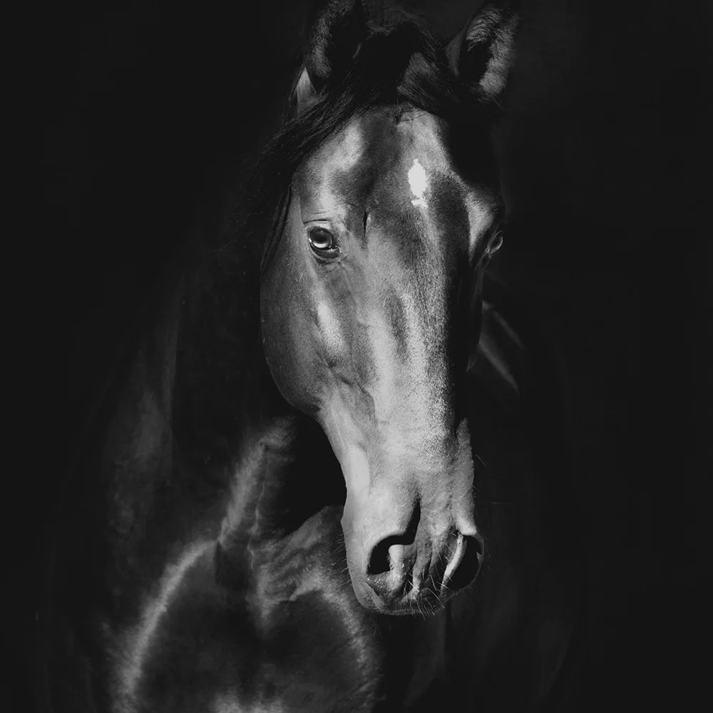 The Jockey: archive portrait