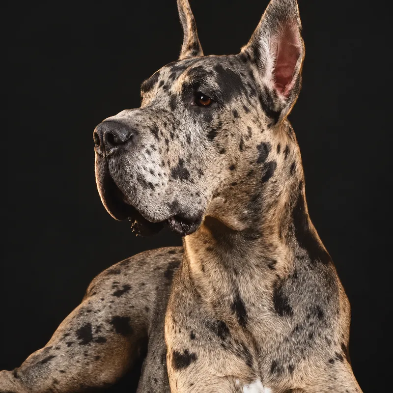 Color study of the Mr. Fitz Great Dane portrait from the Oppidan archive